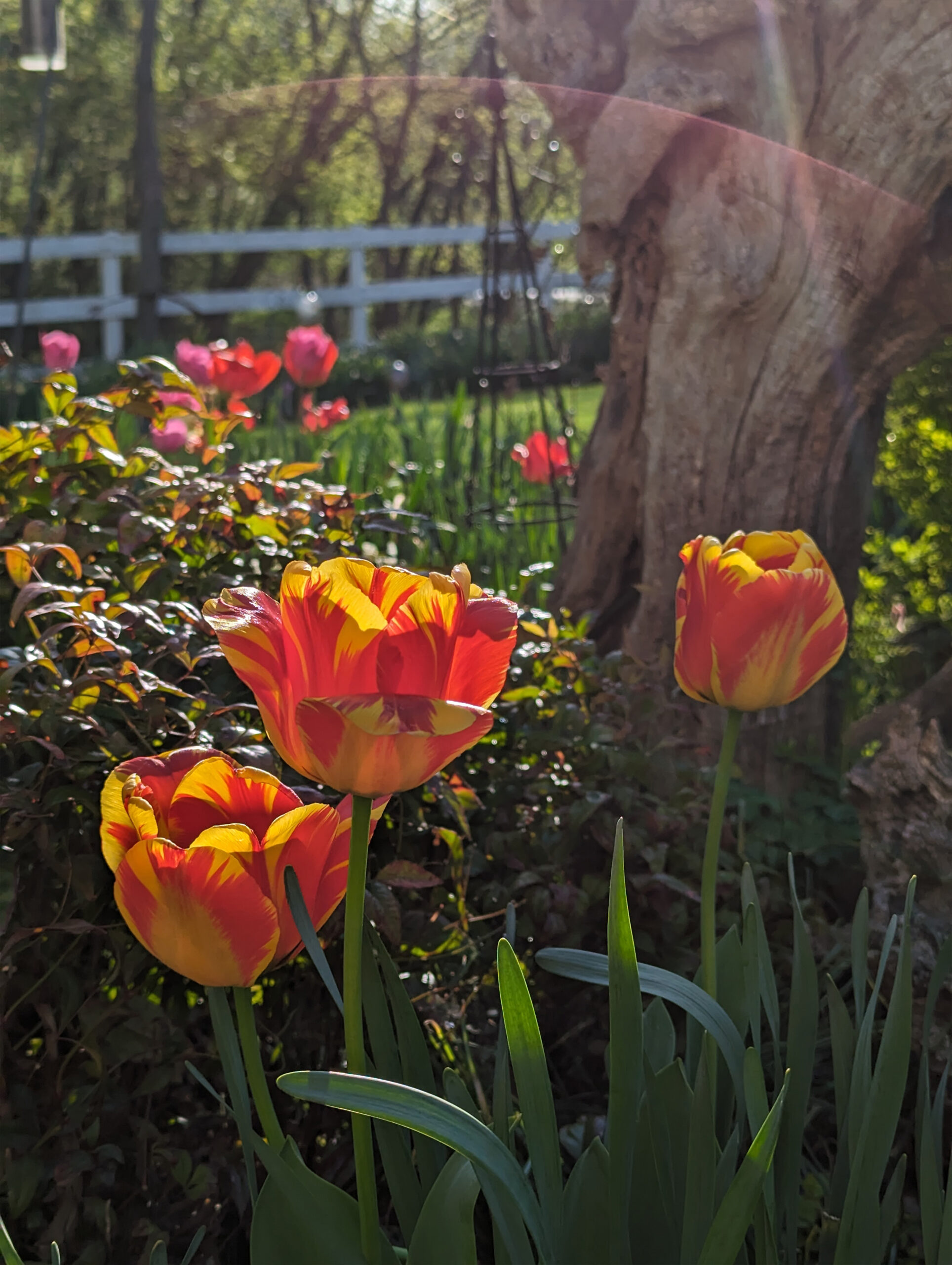 l orange red tulips V