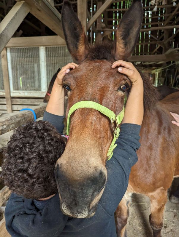 Mule getting face massage.