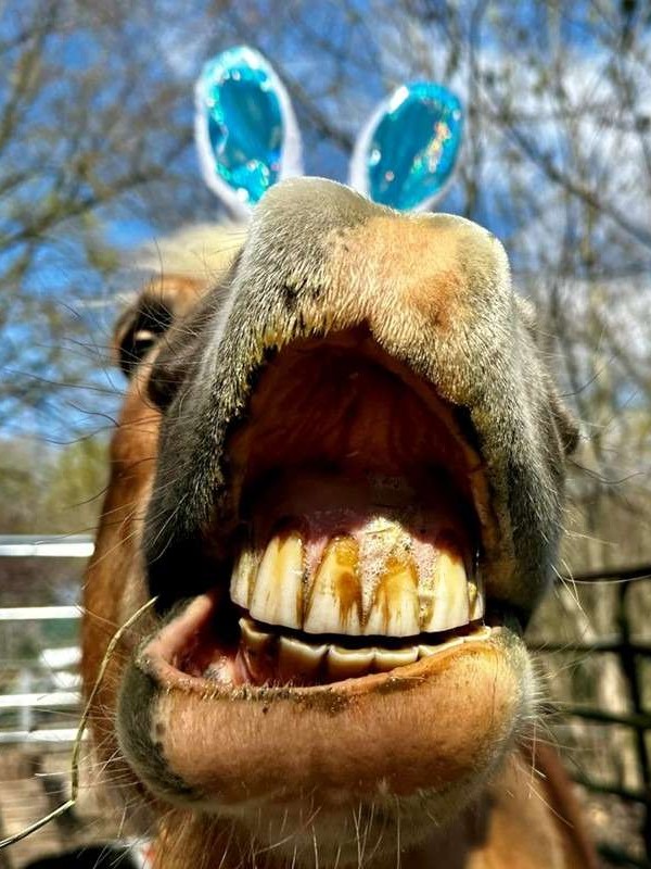 Smile from horse wearing bunny ears.
