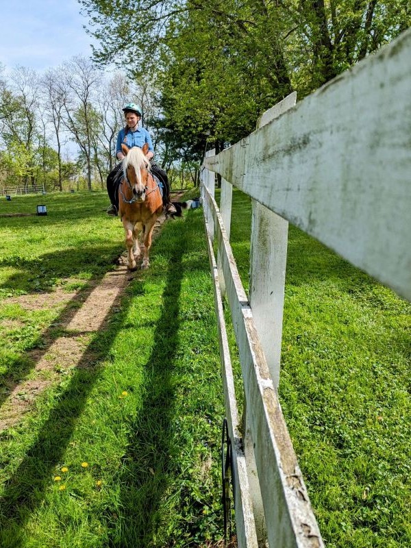 Haflinger horse with rider.