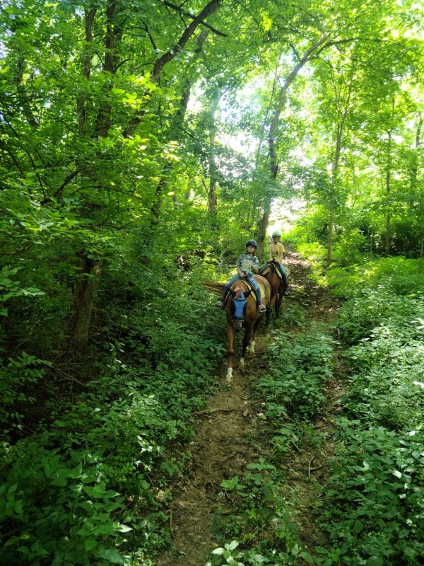Horseback riders in deep green woods.