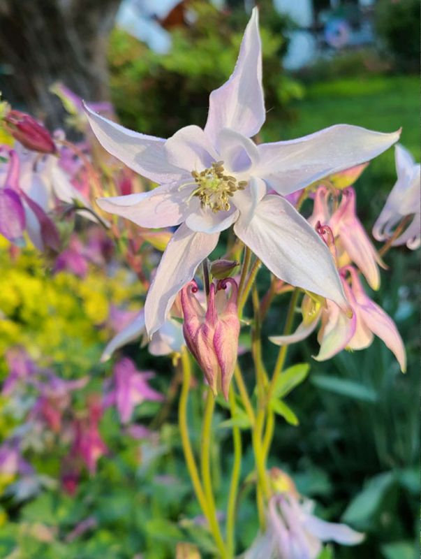 Blooming columbines.