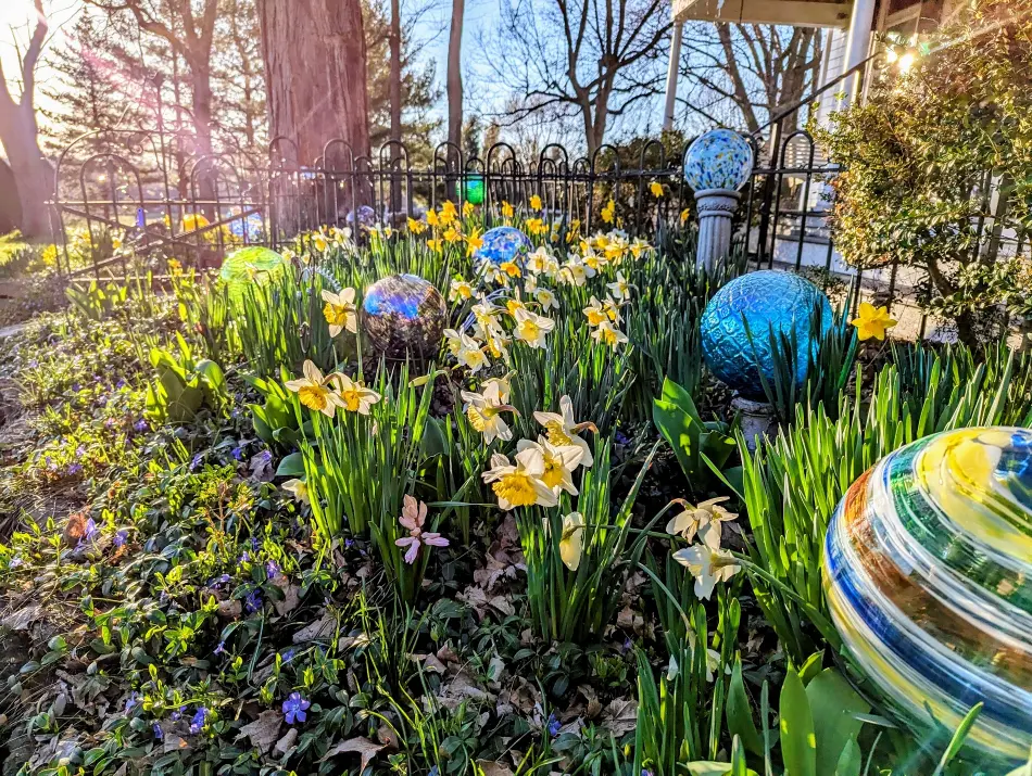 spring garden featuring yellow daffodils and decorative blue glass garden globes.