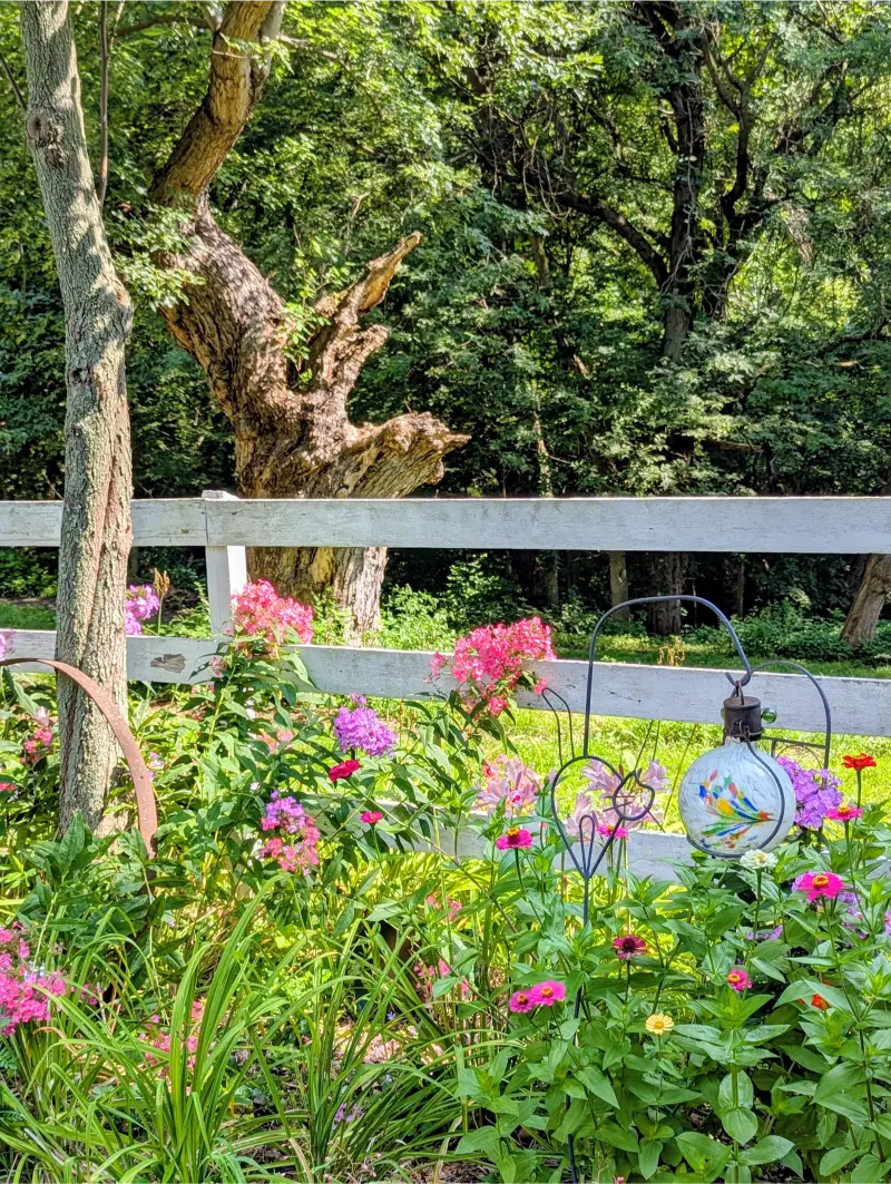 Pink flowers blooming in a garden bed next to a white wooden fence and a large tree.