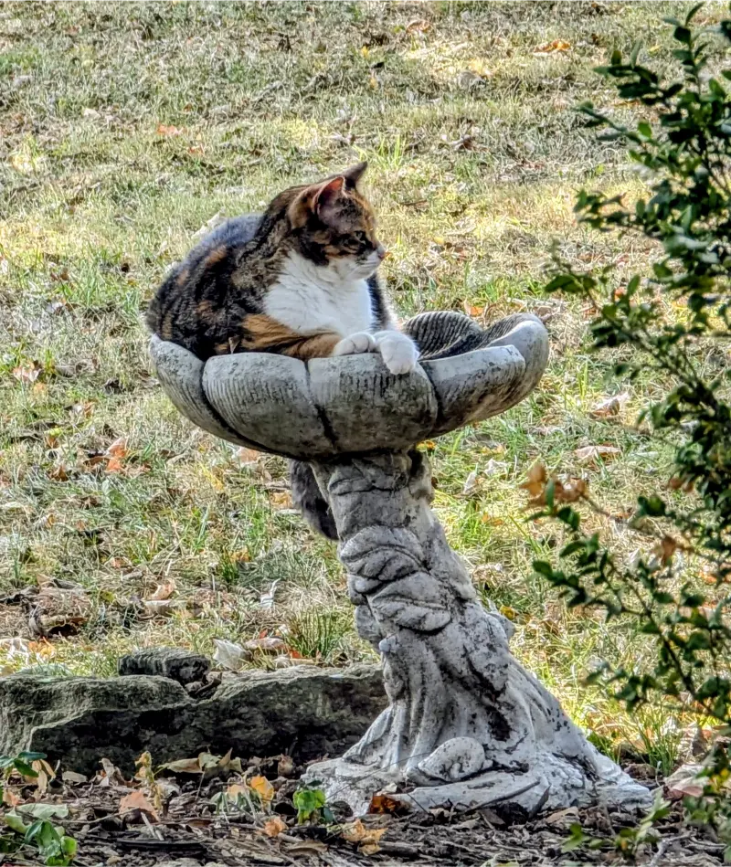 A calico cat curled up and resting comfortably inside a stone pedestal birdbath.