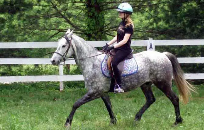 Dapple grey gelding and rider.