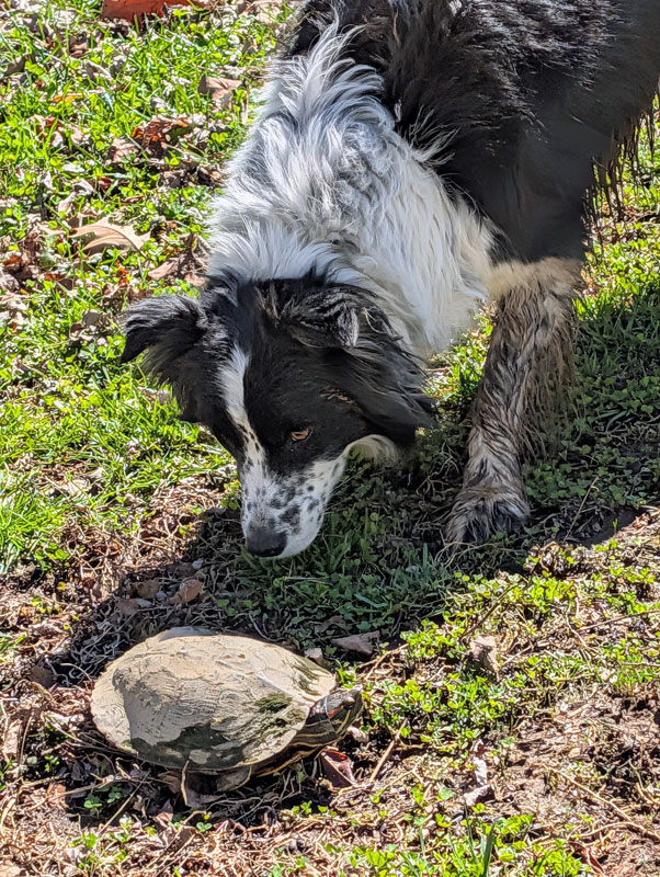 border collie investigates turtle.