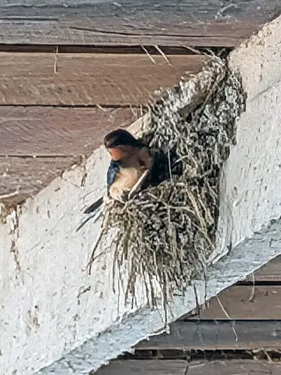 small, textured gray toad resting on top of a rusty metal fence latch.